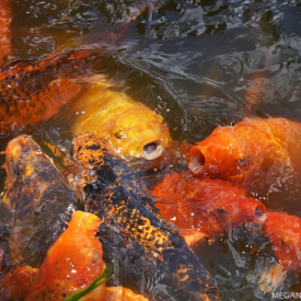 Byodo-In Temple Fish